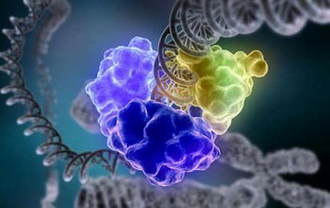 RNAGEM在肿瘤细胞miRNA修复研究中成功应用